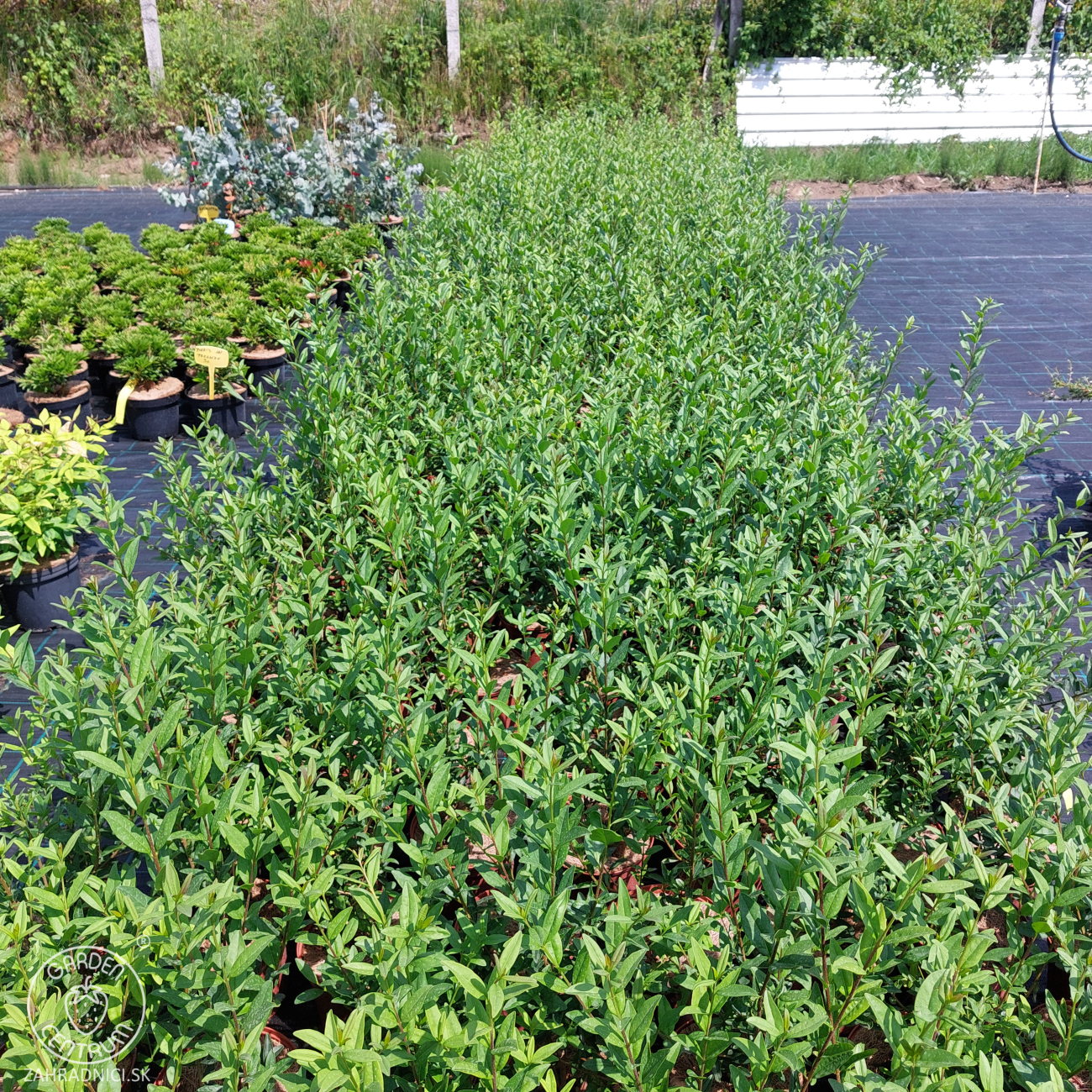 Obrázok Vtáčí zob obyčajný (Ligustrum Vulgare) ´ATROVIRENS´ - výška 40-60 cm, kont. C2L